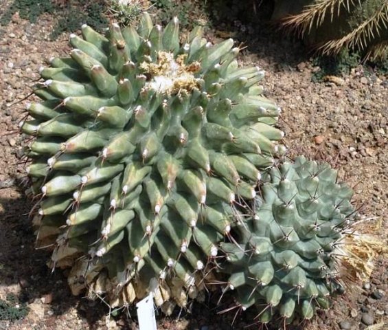 Thelocactus_rinconensis_1